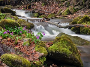 Górski potok płynący pośród skał i roślin